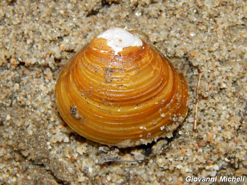 Mollusco da ID